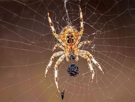 Orçamento Dedetização de Aranhas